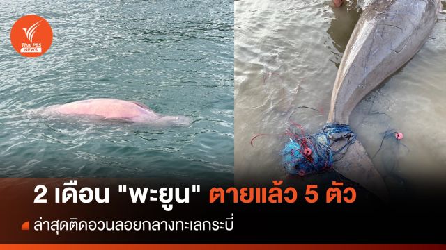 2 เดือน "พะยูน" ตายแล้ว 5 ตัว ล่าสุดติดอวนลอยกลางทะเลกระบี่