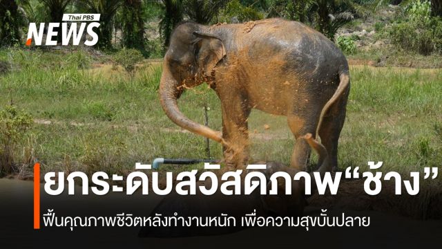 "ปางช้าง" ที่เป็นมิตร ยกระดับสวัสดิภาพช้างปลดระวางการทำงาน