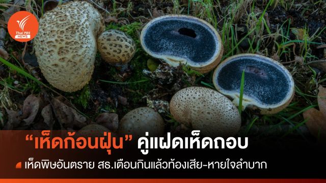 ระวัง! แฝดเห็บถอบ "เห็ดก้อนฝุ่น" เห็ดพิษทำท้องเสีย-หายใจลำบาก