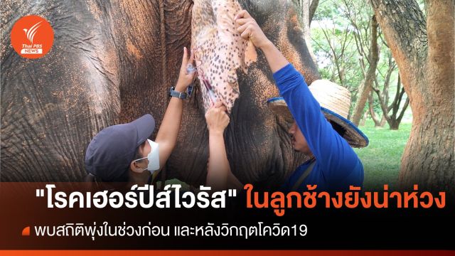 เฮอร์ปีส์ไวรัส ภัยร้ายที่คนเลี้ยงช้างต้องเฝ้าระวัง