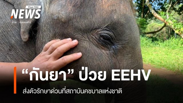 อาการวิกฤต "ลูกช้างกันยา" ป่วย EEHV ให้เลือดดูแลใกล้ชิด