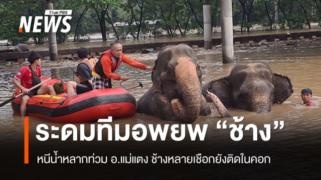 ระดมกำลังช่วยอพยพ "ช้าง" หนีน้ำหลากท่วมแม่แตง