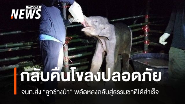 สำเร็จ! ส่ง "ลูกช้างป่า" พลัดหลงที่แก่งหางแมว คืนโขลงปลอดภัย