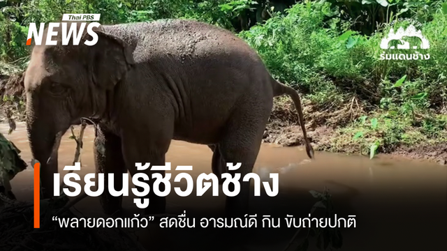 "ดอกแก้ว" พ้นฤทธิ์ยาซึม กินขับถ่ายปกติเรียนความเป็น"ช้าง" 