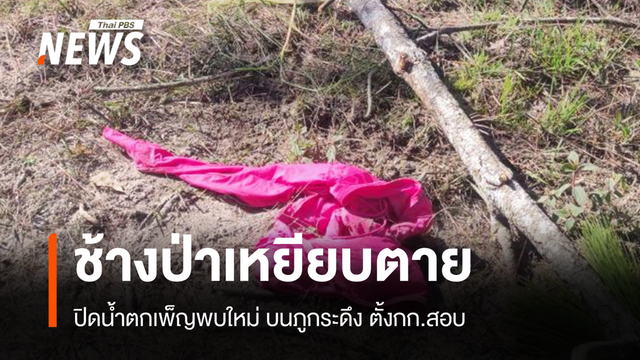 สยองภูกระดึง "ช้างป่า" เหยียบนักท่องเที่ยวตาย 