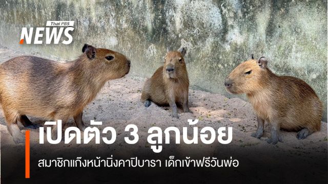 อวดโฉมคาปิบาราน้อย 3 ตัว ต้อนรับวันพ่อแห่งชาติเด็กเข้าฟรี