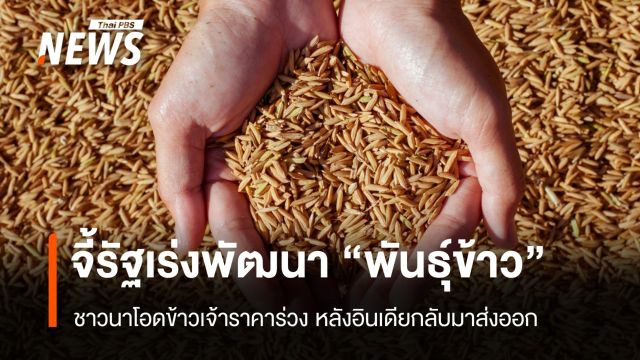จี้รัฐเร่งพัฒนาพันธุ์ข้าว หลังชาวนาโอดข้าวเจ้าราคาร่วง 