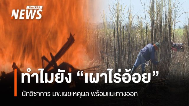 นักวิชาการ มข.เผย "สาเหตุ - ทางออก" เผาไร่อ้อย