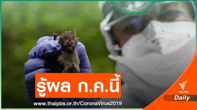ลุยเขาอ่างฤาไนตรวจเชื้อ COVID-19 "ค้างคาวมงกุฎ" รู้ผล ก.ค.นี้