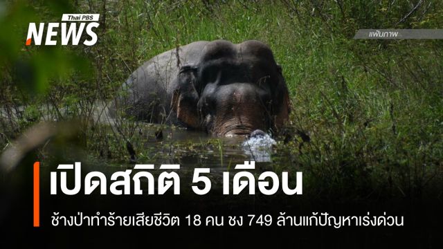 5 เดือน "ช้างป่า" ทำร้ายตาย 18 คน ชง 749 ล้านแก้ปัญหาเร่งด่วน
