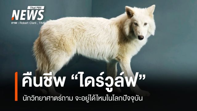 คืนชีพหมาป่าสีขาวไดร์วูล์ฟ ครั้งแรกของโลกหลังสูญพันธุ์ 12,500 ปี