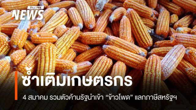 ซ้ำเติมเกษตรกร! 4 สมาคมค้านนำเข้า "ข้าวโพด" แลกภาษีสหรัฐฯ