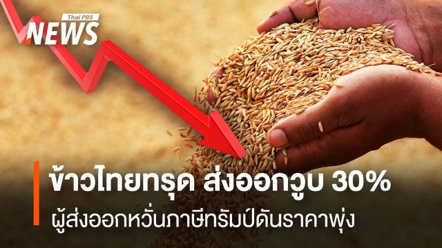ข้าวไทยทรุด ส่งออกลดฮวบ 30% ผู้ส่งออกหวั่นภาษีทรัมป์ดันราคาพุ่ง
