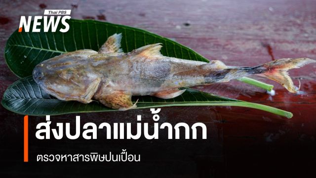 ส่งปลาแม่น้ำกกตรวจหาสารพิษปนเปื้อน ห่วงช่วงวางไข่กระทบพันธุ์ปลา