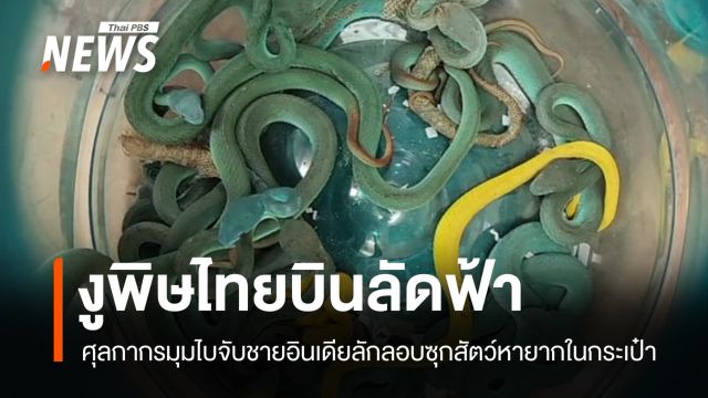 ศุลกากรมุมไบช็อก! ชายอินเดียซุก 47 งูพิษจากไทยในสัมภาระ