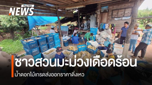 ปีนี้แย่สุด! มะม่วงน้ำดอกไม้ล้นตลาด เกรดส่งออกเผชิญพิษเศรษฐกิจโลก