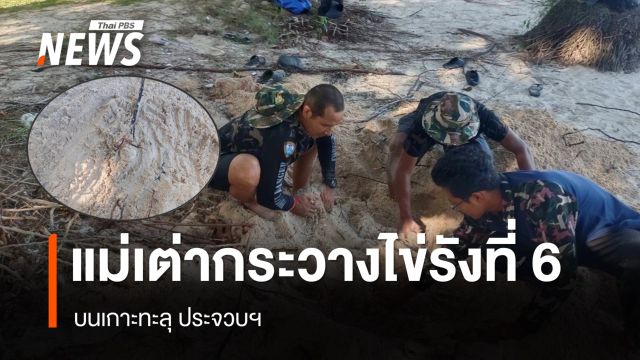 "แม่เต่ากระ" ขึ้นวางไข่รังที่ 6 บนเกาะทะลุ ประจวบฯ