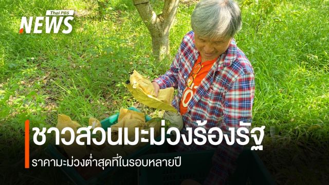 ชาวสวนมะม่วงลำพูน วอนรัฐบาลหาตลาดส่งออก แก้ปัญหาราคาตกต่ำ