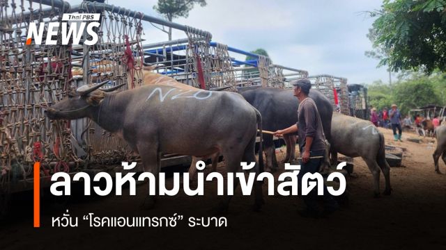 ลาวห้ามนำเข้า-ส่งผ่านสัตว์จากไทย หวั่นโรคแอนแทรกซ์