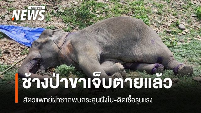 "ช้างป่ากุยบุรี" ขาเจ็บตายแล้ว ผ่าซากพบกระสุนฝังใน-ติดเชื้อรุนแรง