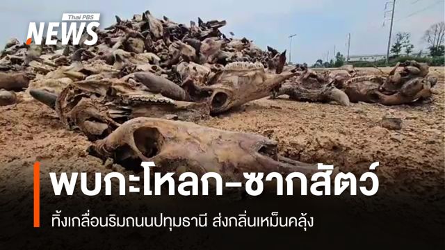 ร้องทิ้งกะโหลก-ซากสัตว์เกลื่อนถนนปทุมธานี ส่งกลิ่นเหม็นคลุ้ง