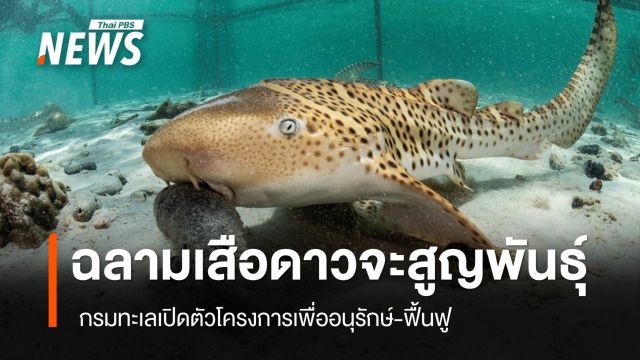 ฉลามเสือดาวใกล้สูญพันธุ์ กรมทะเลเปิดตัวโครงการอนุรักษ์-ฟื้นฟู