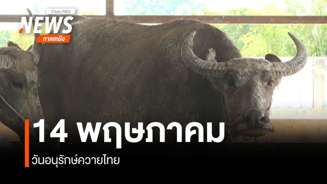 14 พฤษภาคม วันอนุรักษ์ควายไทย 