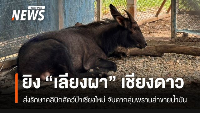 ขสป.เชียงดาว ส่ง "เลียงผา" ถูกพรานยิงตกเขา ไปรักษาที่คลินิกสัตว์ป่าในเชียงใหม่แล้ว