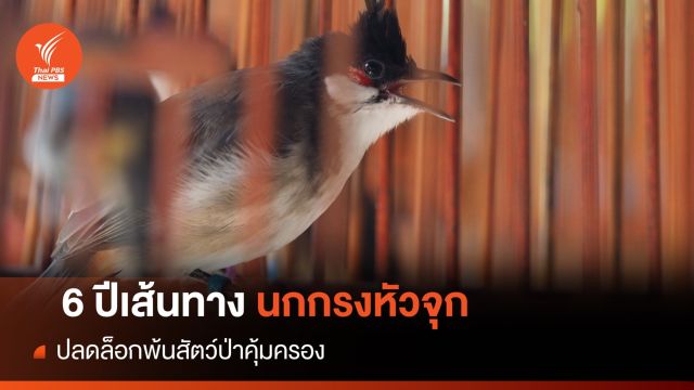 ไทม์ไลน์ 6 ปีปลดล็อก "นกกรงหัวจุก" พ้นสัตว์ป่าคุ้มครอง