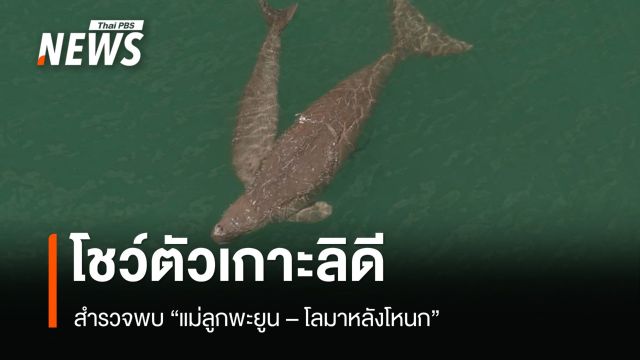 สำรวจพบ "แม่ลูกพะยูน - โลมาหลังโหนก" โชว์ตัวเกาะลิดี