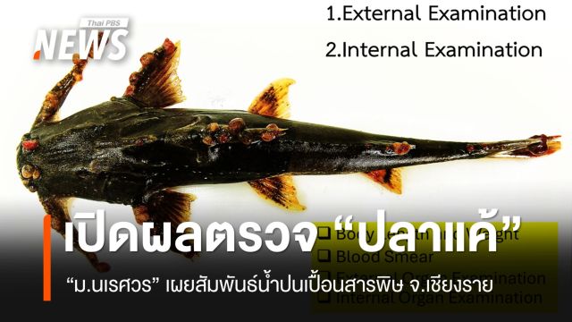 ม.นเรศวร เปิดผลตรวจ “ปลาแค้” สัมพันธ์น้ำปนเปื้อนสารพิษ จ.เชียงราย