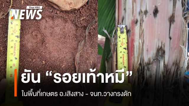 สถานีวิจัยสัตว์ป่าฯ ยัน "รอยเท้าหมี" เข้าพื้นที่เกษตรใกล้ป่าทับลาน
