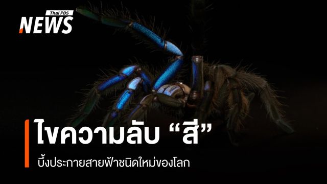 ไขความลับ “สี” บึ้งประกายสายฟ้าชนิดใหม่ของโลก 