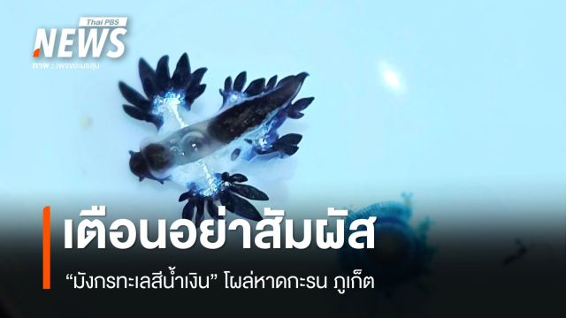 สวยซ่อนพิษ เตือนอย่าสัมผัส "มังกรทะเลสีน้ำเงิน" โผล่หาดกะรน