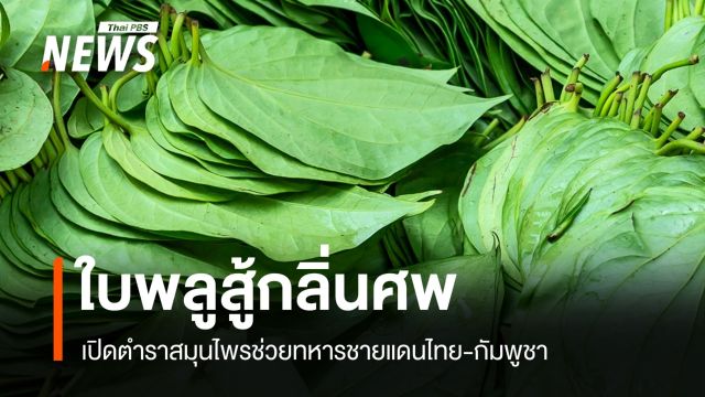 ใบพลูสู้กลิ่นศพ เปิดตำราสมุนไพรช่วยทหารชายแดนไทย-กัมพูชา