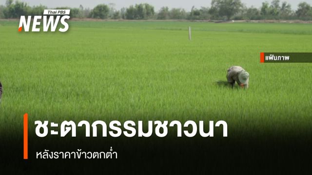 ชะตากรรมชาวนา หลังราคาข้าวตกต่ำ 