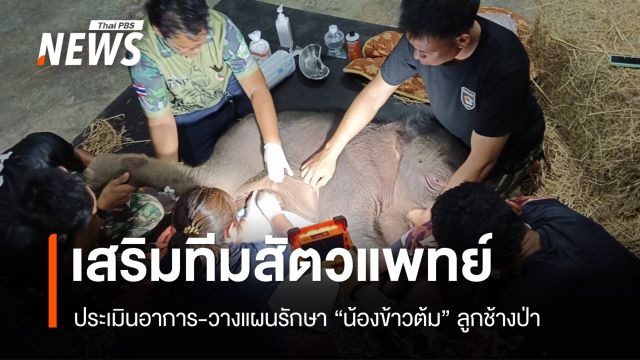 เสริมทีมสัตวแพทย์ ตรวจเอกซเรย์ "ข้าวต้ม" ลูกช้างป่าพลัดหลง
