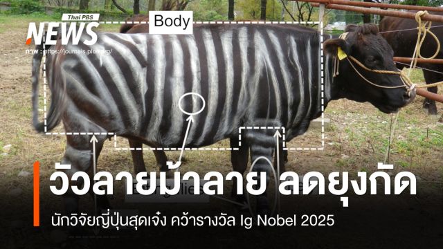 นักวิจัยญี่ปุ่นสุดเจ๋ง "วัวทาลายม้าลาย" ลดยุงกัด คว้า Ig Nobel 2025 