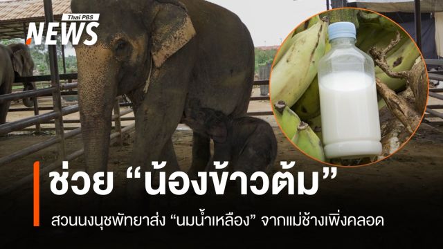 สวนนงนุชพัทยาส่ง "นมน้ำเหลือง" จากแม่ช้างเพิ่งคลอดช่วย "น้องข้าวต้ม"