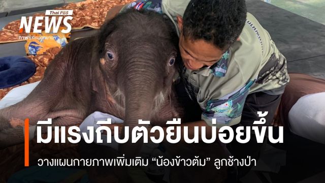 "น้องข้าวต้ม" ลูกช้างป่า มีแรงถีบตัวยืนบ่อยขึ้น