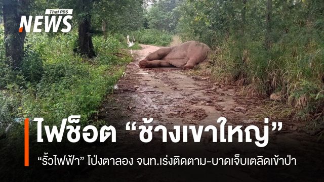 กรมอุทยานฯ-ทีมสัตวแพทย์ เร่งประเมินอาการ “ช้างป่าเขาใหญ่” ถูกรั้วไฟฟ้าช็อต