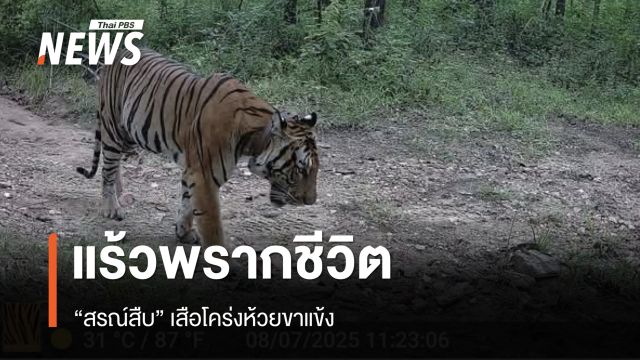 แร้วพรากชีวิต “สรณ์สืบ” เสือโคร่งห้วยขาแข้ง