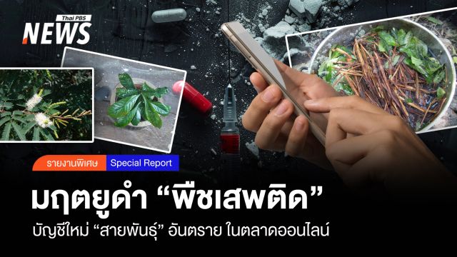 มฤตยูดำ "พืชเสพติด" บัญชีใหม่ "สายพันธุ์" อันตรายในโลกโซเชียล