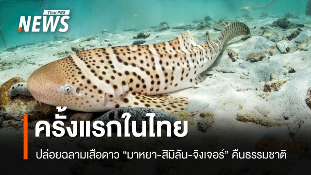ครั้งแรกในไทย ปล่อยฉลามเสือดาว “มาหยา-สิมิลัน-จิงเจอร์“ คืนธรรมชาติ