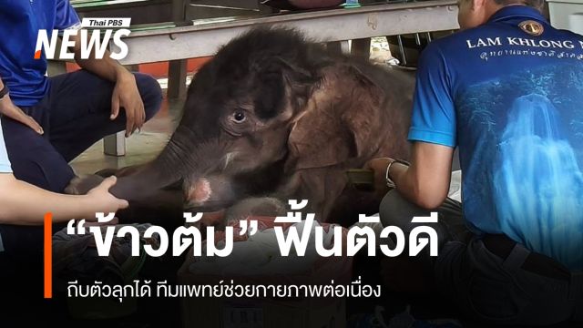 "ข้าวต้ม" ฟื้นตัวดี ถีบตัวลุกได้ ทีมแพทย์ช่วยกายภาพต่อเนื่อง