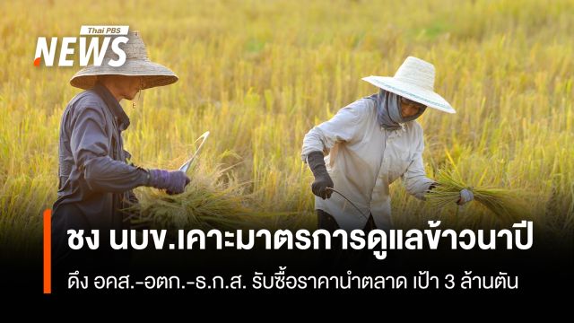 ชงนบข.เคาะมาตรการดูแลข้าวนาปี ดึง อคส.-อตก.-ธ.ก.ส. รับซื้อราคานำตลาด เป้า 3ล้านตัน