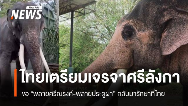ไทยเตรียมเจรจาศรีลังกา 28 ต.ค. ขอ “พลายศรีณรงค์-พลายประตูผา” กลับมารักษาที่ไทย