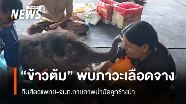 สัตวแพทย์-จนท.กายภาพบำบัดลูกช้างป่า "ข้าวต้ม" พบภาวะเลือดจาง 