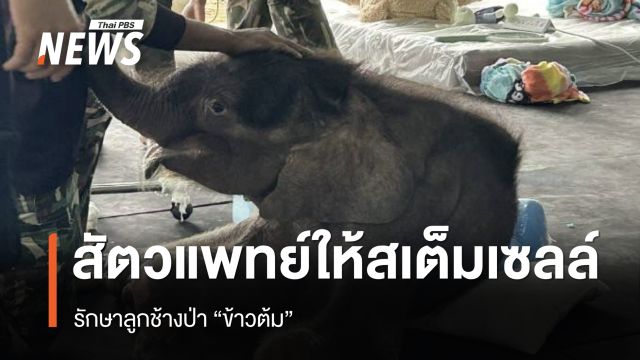 ทีมสัตวแพทย์ให้สเต็มเซลล์ รักษาลูกช้างป่า “ข้าวต้ม”