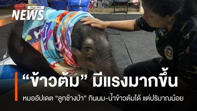 ลูกช้างป่า "ข้าวต้ม" มีแรงมากขึ้น แต่ยังกินนม-น้ำข้าวต้มได้น้อย